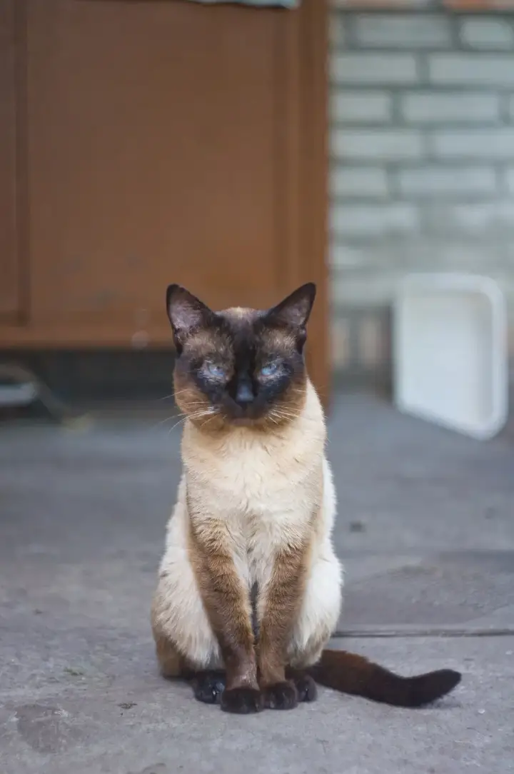 Siamese before the knight still