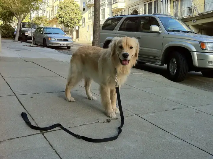 Golden retriever before the knight still