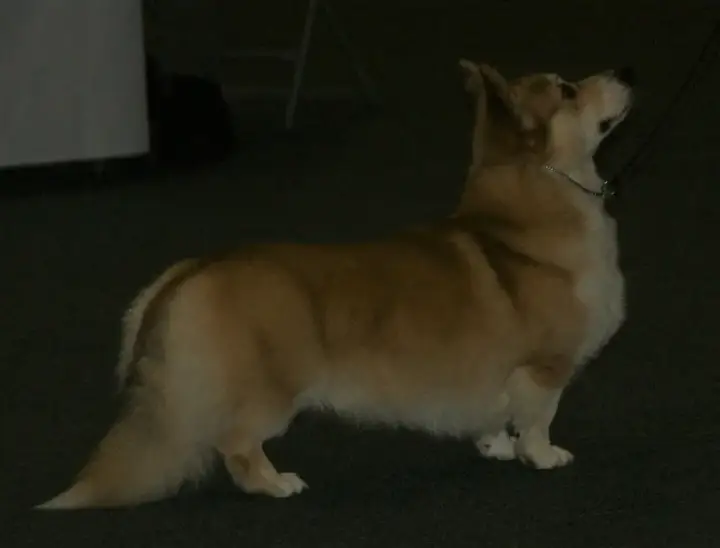 Corgi before the knight still